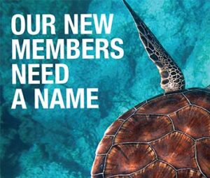 Dolphin Energy Name The Turtle Poster